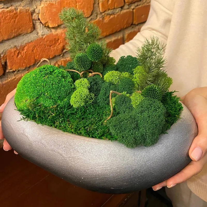 Eternal Life Moss Grass Artifi - Sphagnum Moss Dry ulasan dan harga