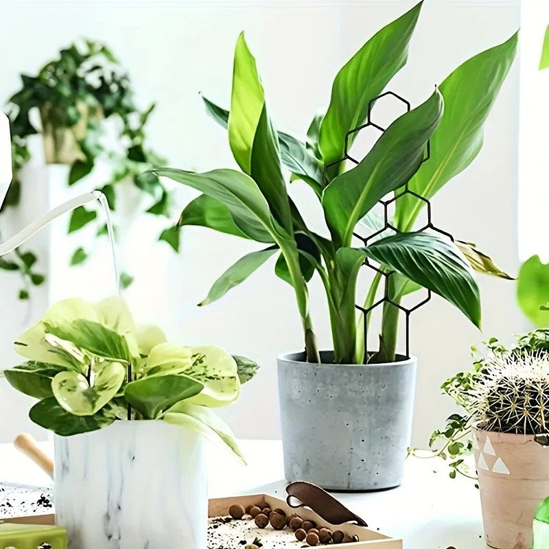3Pcs Plant Support Frame Climb - Sphagnum Moss Dry ulasan dan harga