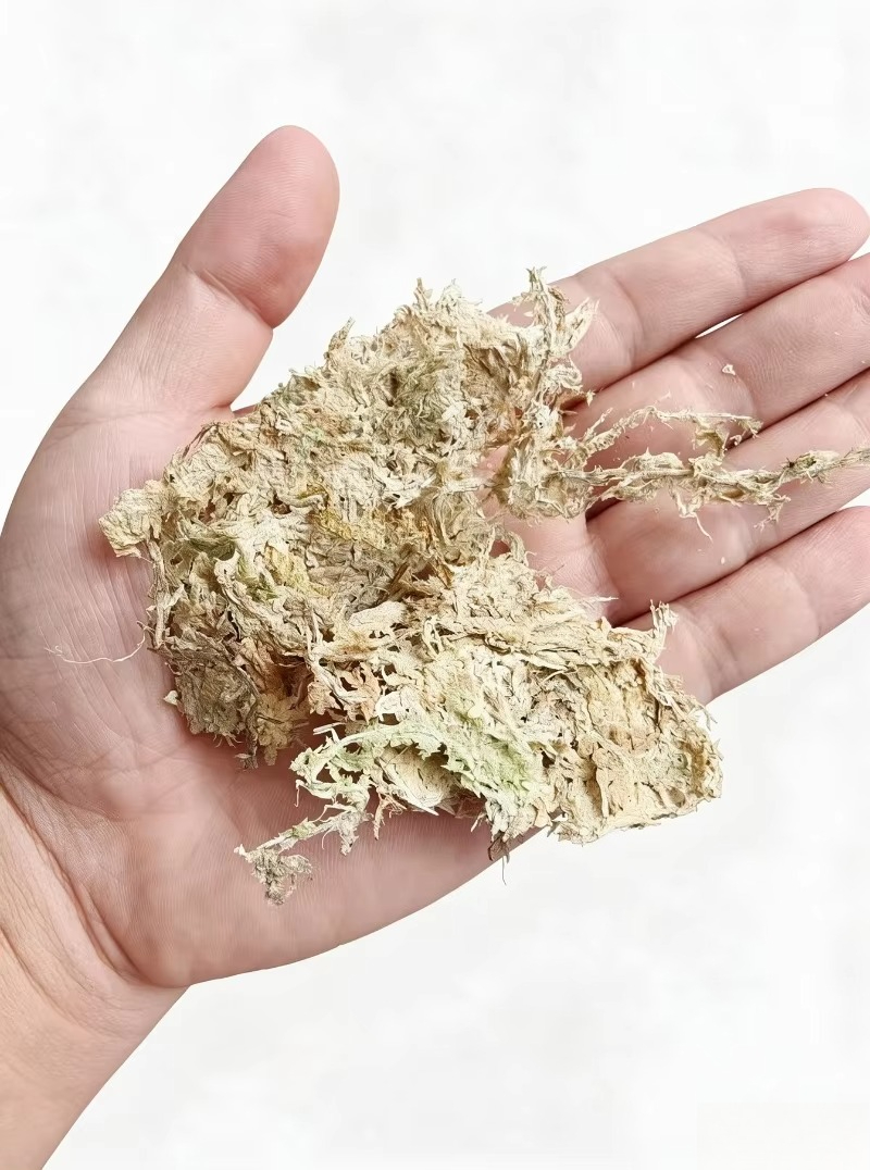 Premium Sphagnum Moss for Orch - Sphagnum Moss Dry ulasan dan harga